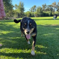 Photo of Patches 