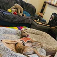 Photo of Franky, The Greyhound