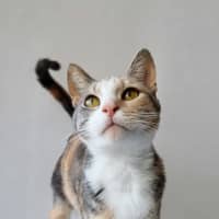 Photo of Lady Marmalade 