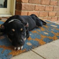 Photo of Scooby
