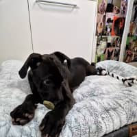 Photo of Merlot