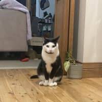 Photo of Smyth & Simmo   2 Year Old Domestic Shorthair