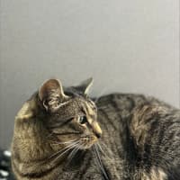 Photo of Tigger