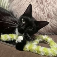Photo of Magpie 