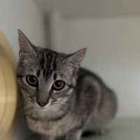 Photo of Whiskers