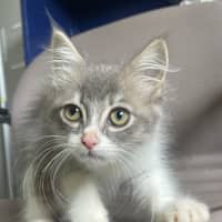 Photo of Maxibon