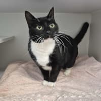 Photo of Vader