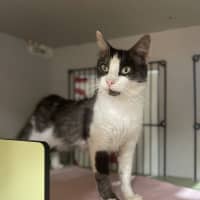 Photo of Binkie