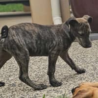 Photo of Siren