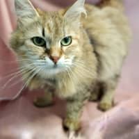 Photo of Tawny / Cat 18