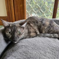 Photo of Paprika