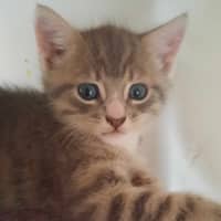 Photo of Rambo