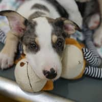 Photo of Whiskey