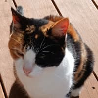 Photo of Blossom 