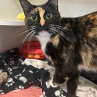 Photo of Brownie