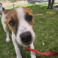 Photo of Lebron (Fizzler)