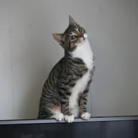 Photo of Indie