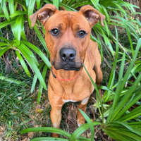 Photo of Simba
