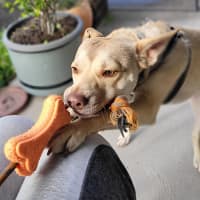 Photo of Mack   2 Year Old Chihuahua X Staffy