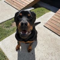 Photo of Susie 