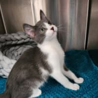 Photo of Zorro