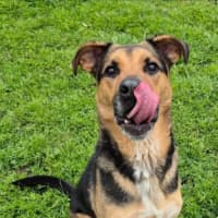 Photo of Doctor Dillamond