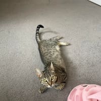 Photo of Bambi   Meet Me At The Adoption Day 28/2 Ballarat