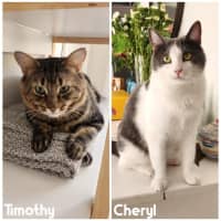 Photo of 11102/3   Cheryl & Timothy