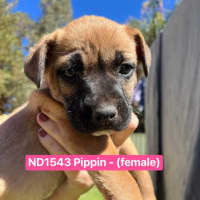 Photo of Pippin