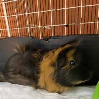 Photo of Kingsley