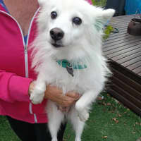 Photo of Midge