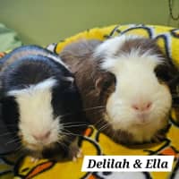 Photo of Delilah & Ella