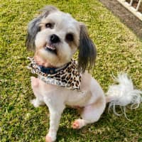 Photo of Toby 🐶🐾💙. Assisted Rehome 