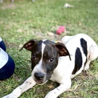 Photo of Loki