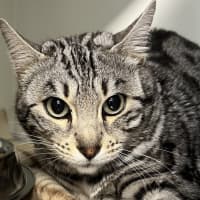 Photo of Zelda