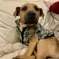Photo of Tore   4 Month Old Bull Arab X