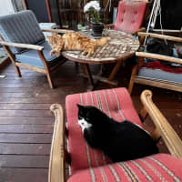 Photo of Bruce* 9 Lives Project Rescue*