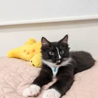 Photo of Calypso & Oreo 