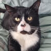 Photo of Sox