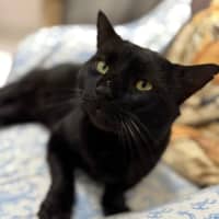 Photo of Santana (9993)