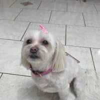 Photo of Phoebe   8 Year Old Maltese X Shih Tzu
