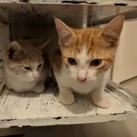 Photo of Mochi & Maple * 9 Lives Project Rescue*