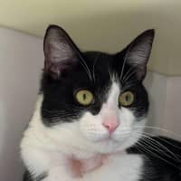 Photo of 🥇 Vesper 5199 🥇