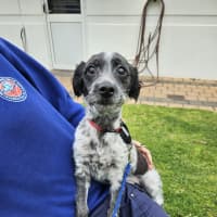 Photo of Pepper