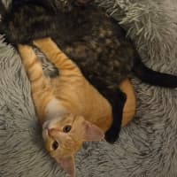 Photo of Maple / Leo