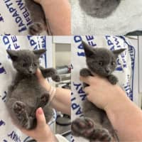 Photo of Stumpy Stella