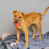 Photo of Cookie