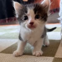 Photo of Chococat