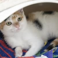 Photo of Pudding