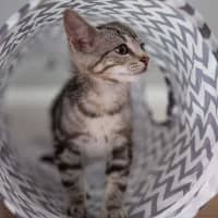 Photo of Biscuit